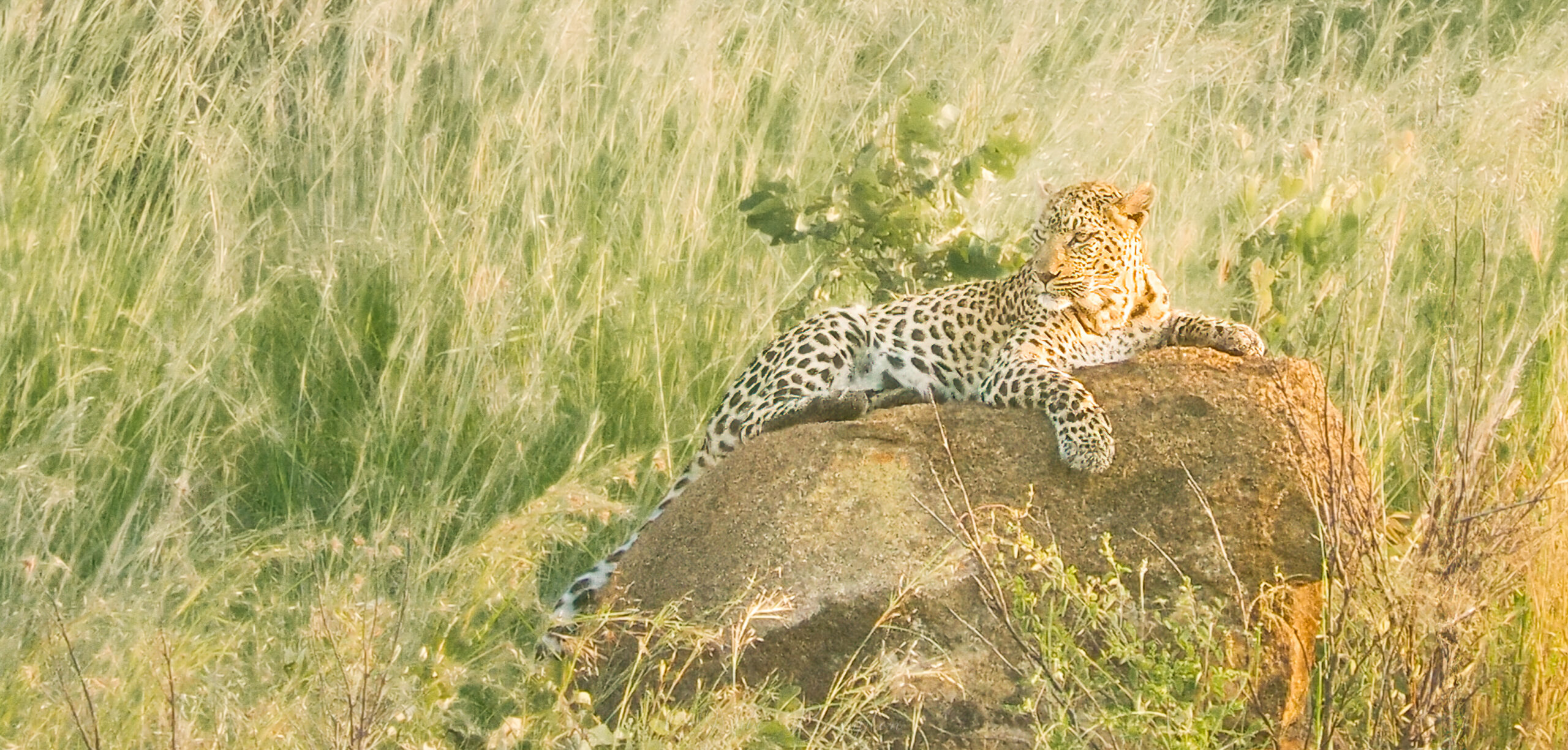 Leopard resting on a rock at dawn, bathed in golden sunrise light, captured in the African wilderness by Mike Brampton